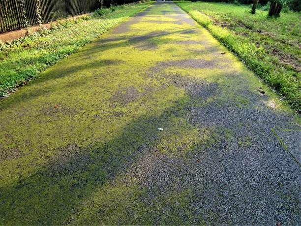 A path in the park covered with moss at sunset
