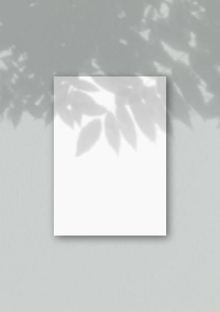 istock The vertical sheet of white textured A4 paper on the grey wall background. Mockup overlay with the plant shadows. Natural light casts shadows from an exotic plant 1260792892