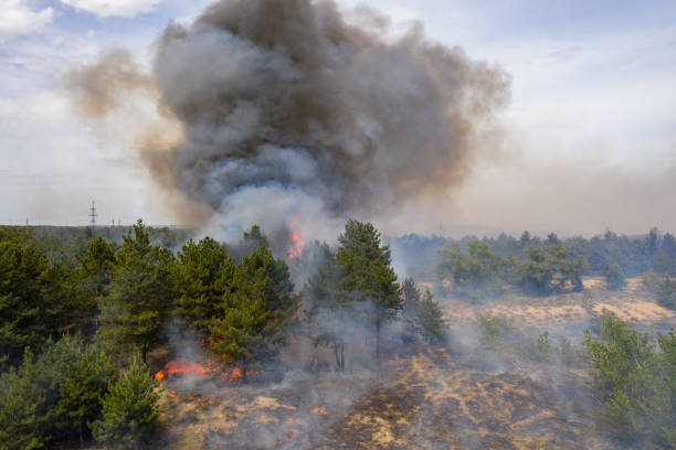 istock Forest fire in the coniferous forest, aerial view. The human factor that caused the disaster. Shooting from the drone. 1260817437