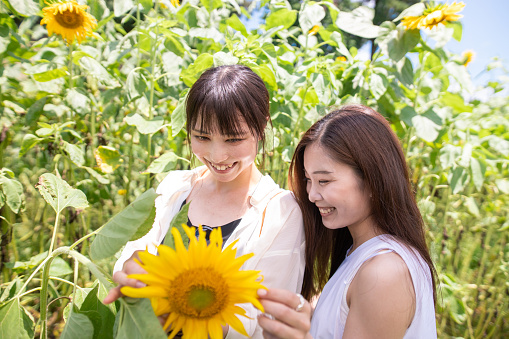 Young female friends looking at sunflower in farm