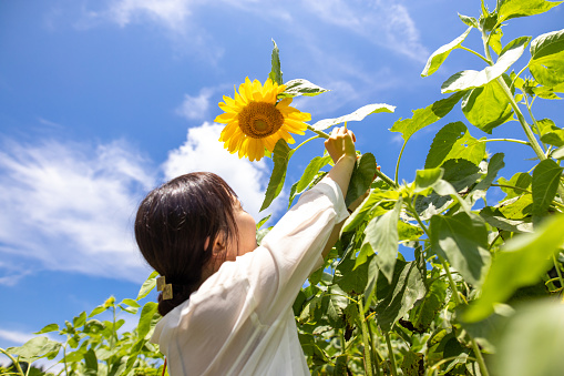 Young woman reaching sunflower