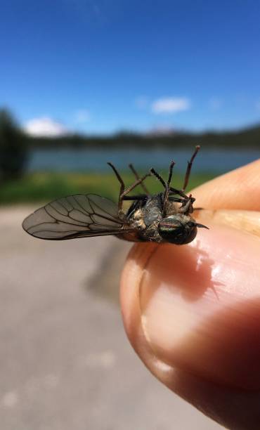 istock fly fishing - devils lake, sleepy deer fly - closeup 1260851977