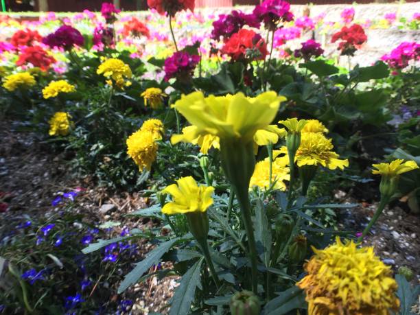 istock lava lake flower garden 1260854608