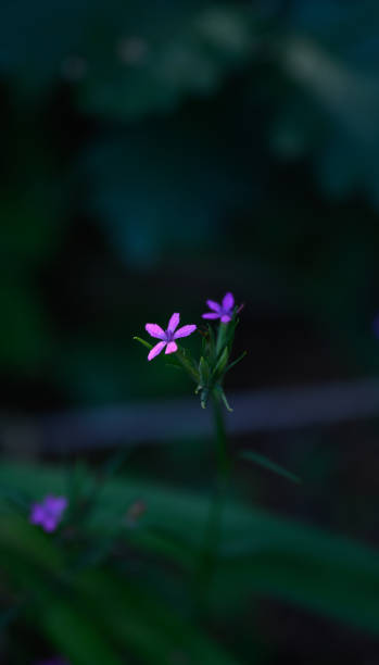 istock Purple wildflowers 1260857587