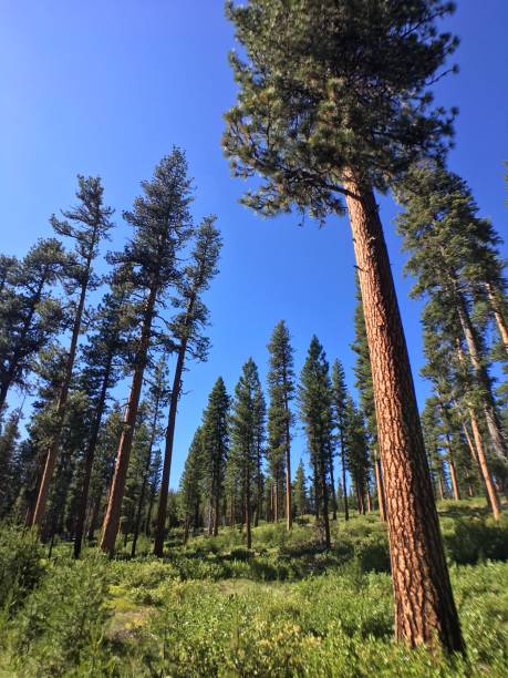 Troodos mountains landscape with the pine branches in the foreground in Cyprus