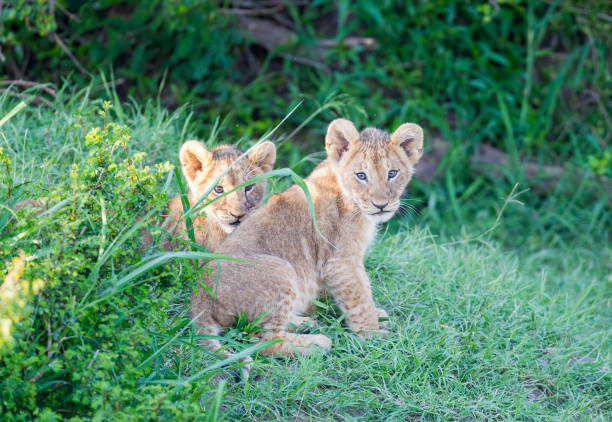 istock Lion Cub Stock Photo 1260873665