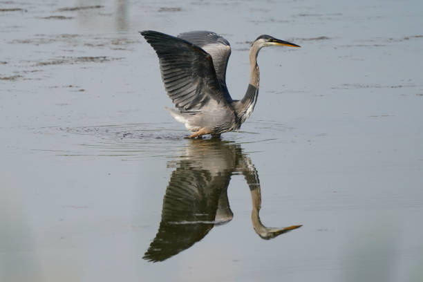Heron hunting for food on the Sunshine Coast, BC.