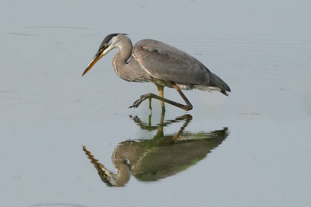 istock Great Blue Heron in flight over water in marshland in large numbers 1260880392