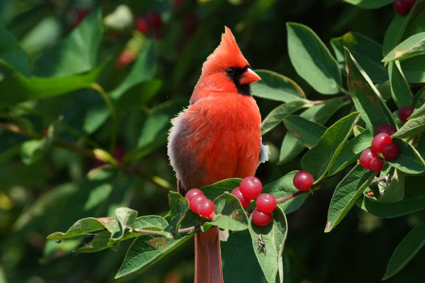 istock Northern Cardinal perching in red berries 1260880826