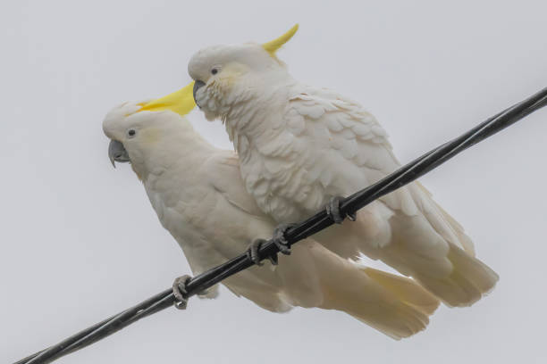 istock Sulphur-crested Cockatoos on a rainy day 1260890694