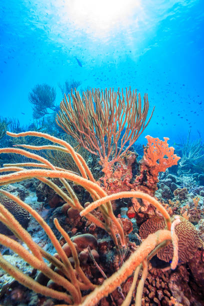 istock Caribbean coral garden 1260915387