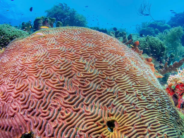istock Caribbean coral garden 1260919905