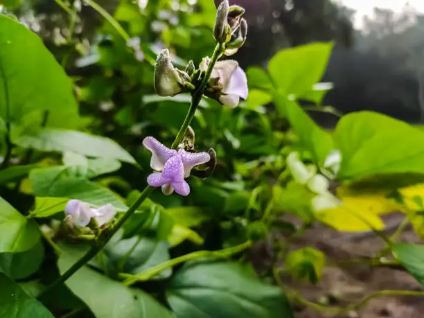 Phaseolus (bean, wild bean) is a genus of herbaceous to woody annual and perennial vines in the family Fabaceae containing about 70 plant species, all native to the Americas, primarily Mesoamerica.