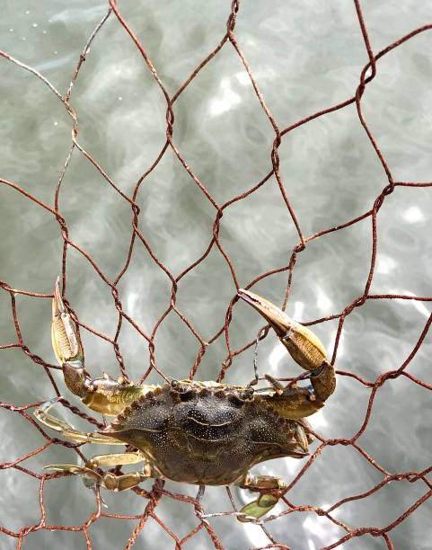 мэриленд краб - maryland blue crab стоковые фото и изображения