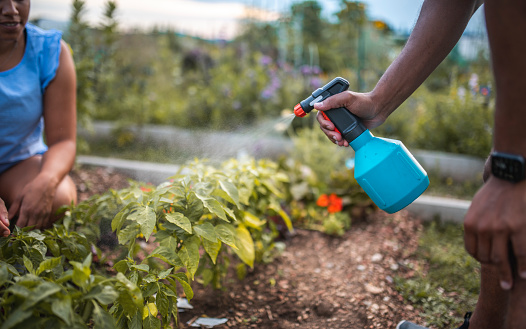 Mixed Race Woman Spraying the Vegetable Garden with Water