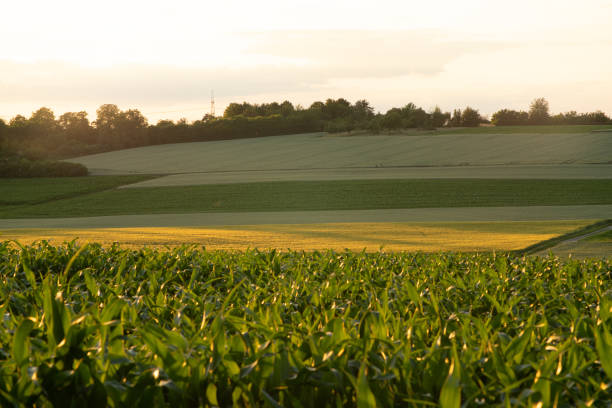 champ vert contenant du maïs - summer cereal plant sunlight sun photos et images de collection