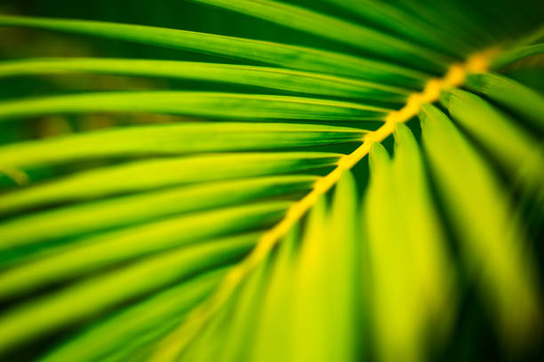 Close up of green palm leaves with focus at the background of the plant