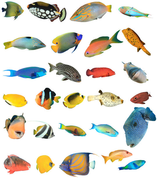 Reef fish isolated on white background Variety of tropical saltwater fish from the Indian and Pacific Ocean and Red Sea, cut out on white background anthias fish photos stock pictures, royalty-free photos & images