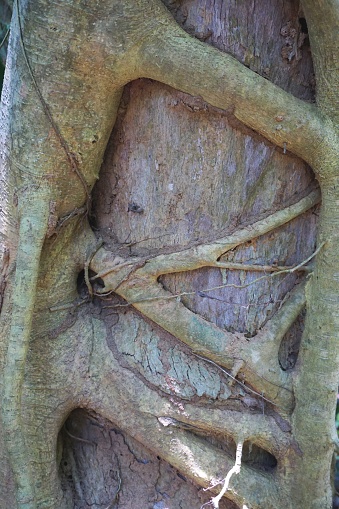 Abstract Nature Pattern Roots Tangled Roots Growing Around Tree Trunk Abstract Nature Pattern Stock ...