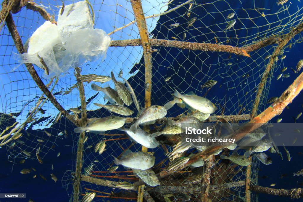 Fish Rapped In Net Fish Caught In Net Trap Stock Photo - Download Image Now - Commercial ...