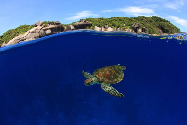 istock Green Sea Turtle split photo 1260999704