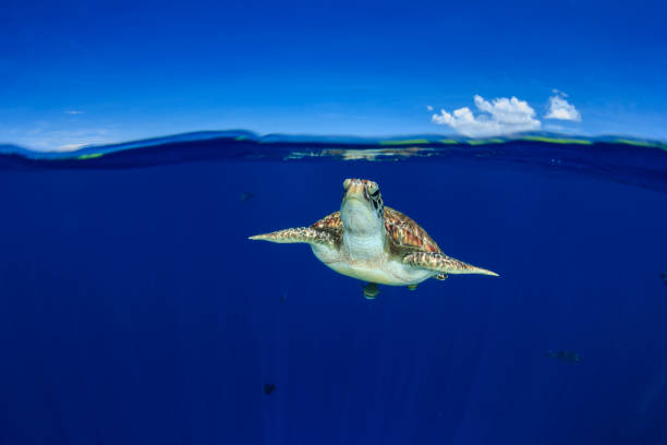 istock Green Sea Turtle split photo 1261000224