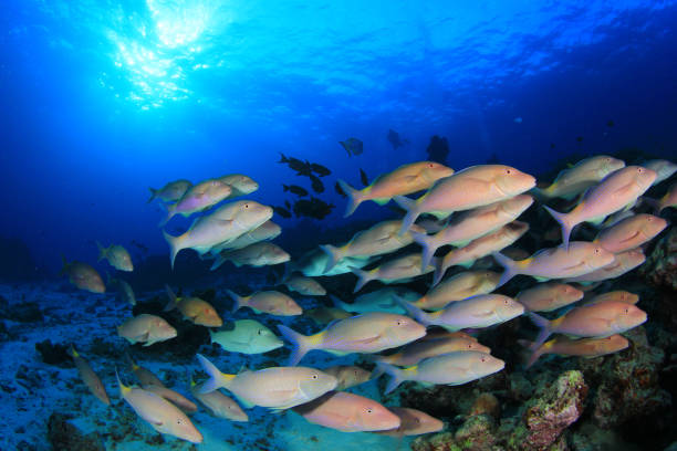 istock Fish school in ocean above coral reef 1261007001