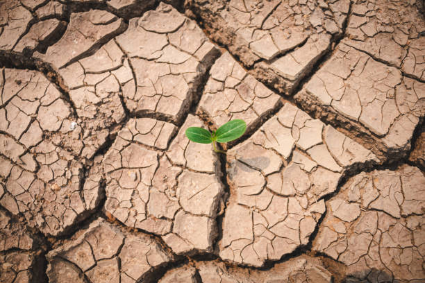 istock Growth of trees in drought crisis, Living with tree drought. 1261014517