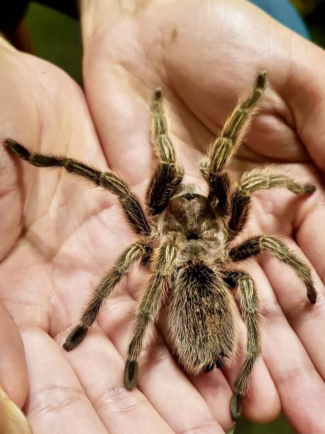 istock Rose Hair Tarantula 1261030270