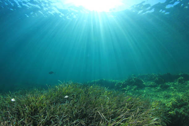 istock Underwater background blue water over green seagrass 1261034869