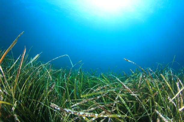 istock Underwater background blue water over green seagrass 1261034877