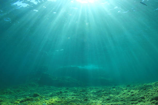 istock Underwater ocean background and sea bottom 1261034898