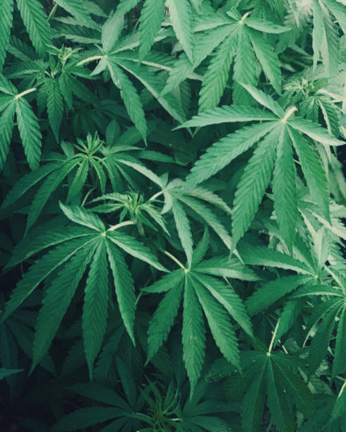 Cannabis plant close up