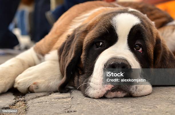 Saint Bernard Stock Photo - Download Image Now - Saint Bernard, Mountain, Animal