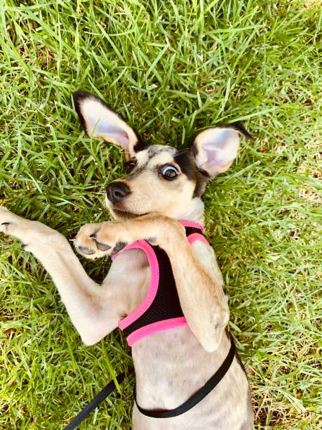 istock Cute puppy playing and laying in the grass 1261043191