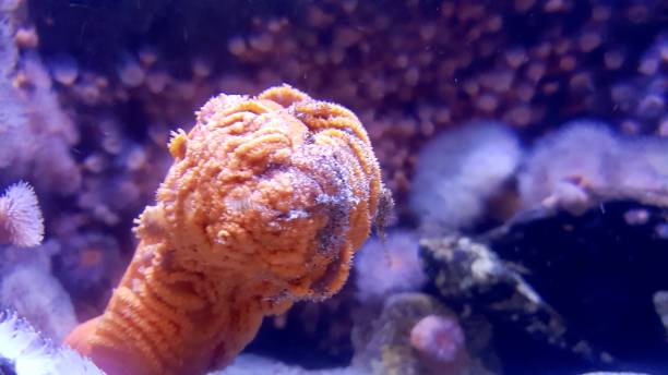 istock The Salish Sea Dweller 1261048640