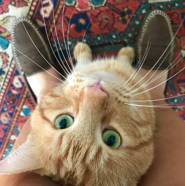 istock Cute red tabby cat looking up at his owner 1261048649