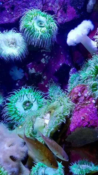 istock The Salish Sea Dweller 1261048663