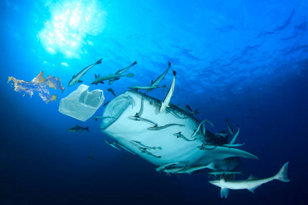 istock Underwater image of whale shark and plastic pollution 1261049398