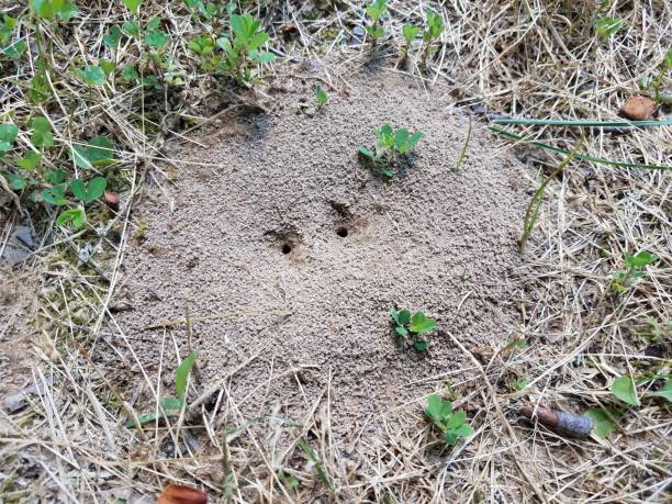istock ant mound or hill in dirt with grass or lawn 1261050490