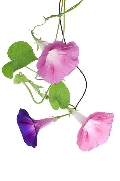 morning glory Studio Shot of  Blue and Pink Colored Morning Glory Flowers Isolated on White Background. Large Depth of Field (DOF). Macro. morning glory photos stock pictures, royalty-free photos & images