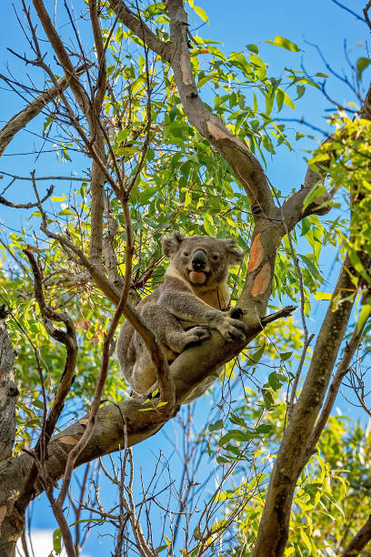 istock Australian Koala Bear In A Gum Tree 1261066253
