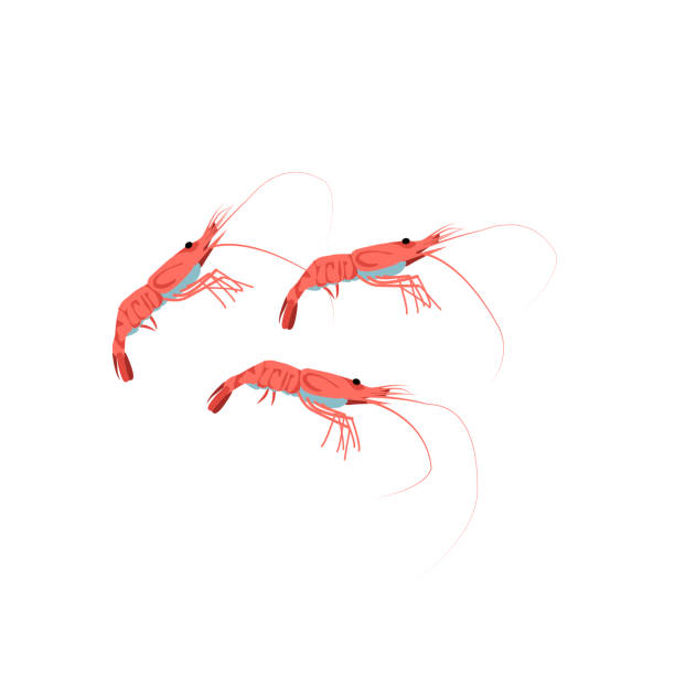 ilustrações de stock, clip art, desenhos animados e ícones de fresh shrimps marine creatures se - shrimp