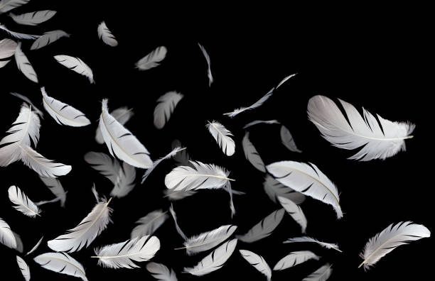 istock Group of a white bird feathers floating in the dark. Feather abstract on black background. 1261080195