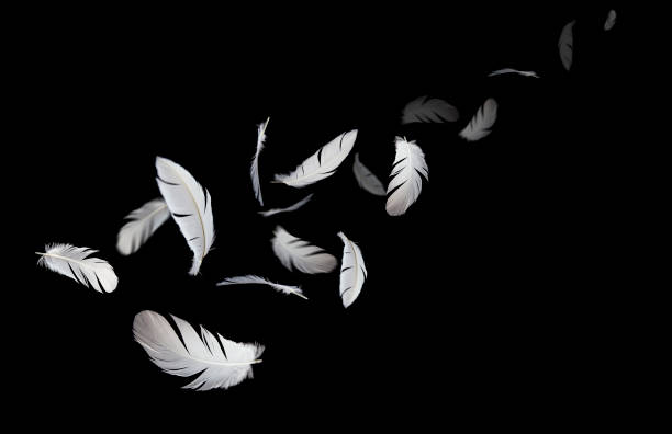 istock Group of a white bird feathers floating in the dark. Feather abstract on black background. 1261080205