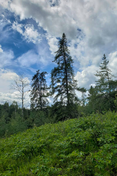 view of tall trees and a dramatic cloudy sky on the lake kinosao trail at riding mountain national park, Manitoba, Canada view of trees and sky on a hiking trail in riding mountain national park riding mountain national park stock pictures, royalty-free photos & images