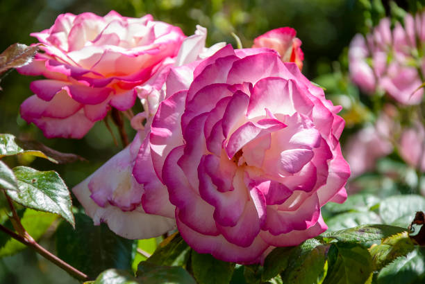 uma rosa francesa (rosa gallica) - gallica rose - fotografias e filmes do acervo