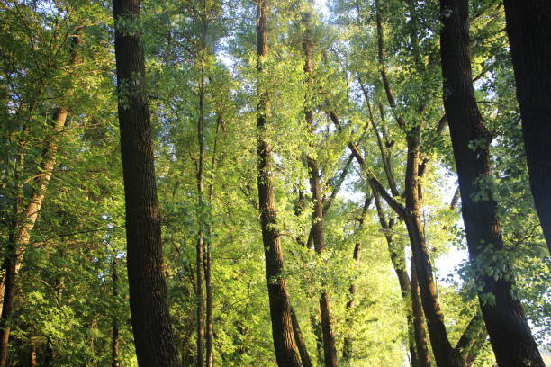 Beautiful green forest in hot summer evening. Soft evening light