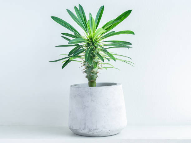 istock Concrete pot. Geometric cement planter. 1261130727