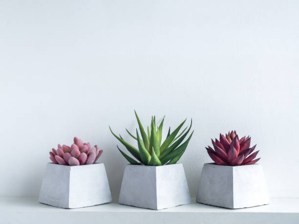 istock Concrete pot. Geometric cement planter. 1261130852